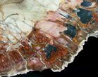 Beautiful Araucaria Petrified Wood Slab - x #6755-1